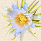 Best Vegetable Tempura in Rosemont, IL