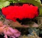 Best 1 Piece Flying Fish Roe in Brooklyn, NY