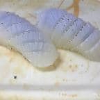 Best Squid (Ika) in Leeds, AL