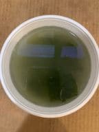 Best Miso Soup in Pearl, MS