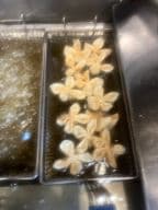 Best Crab Rangoon (6) in Fowlerville, MI